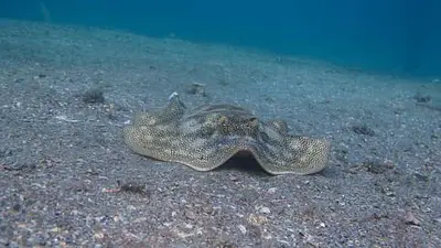Atlantic Stingray