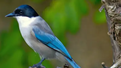 Azure-Winged Magpie