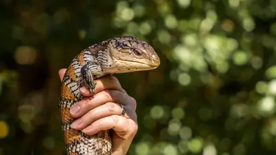 Blue-Tongued Skink