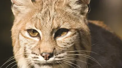 Bobcat