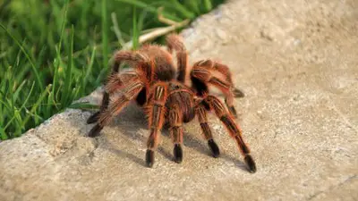 Chilean Rose Hair Tarantula
