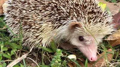 Four-Toed Hedgehog