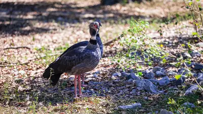 Southern Screamer