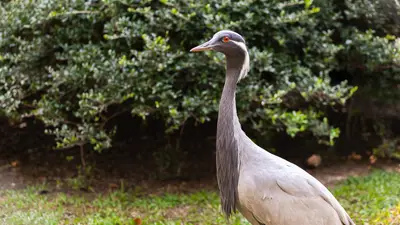 Demoiselle Crane