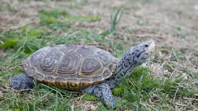 Diamondback Terrapin