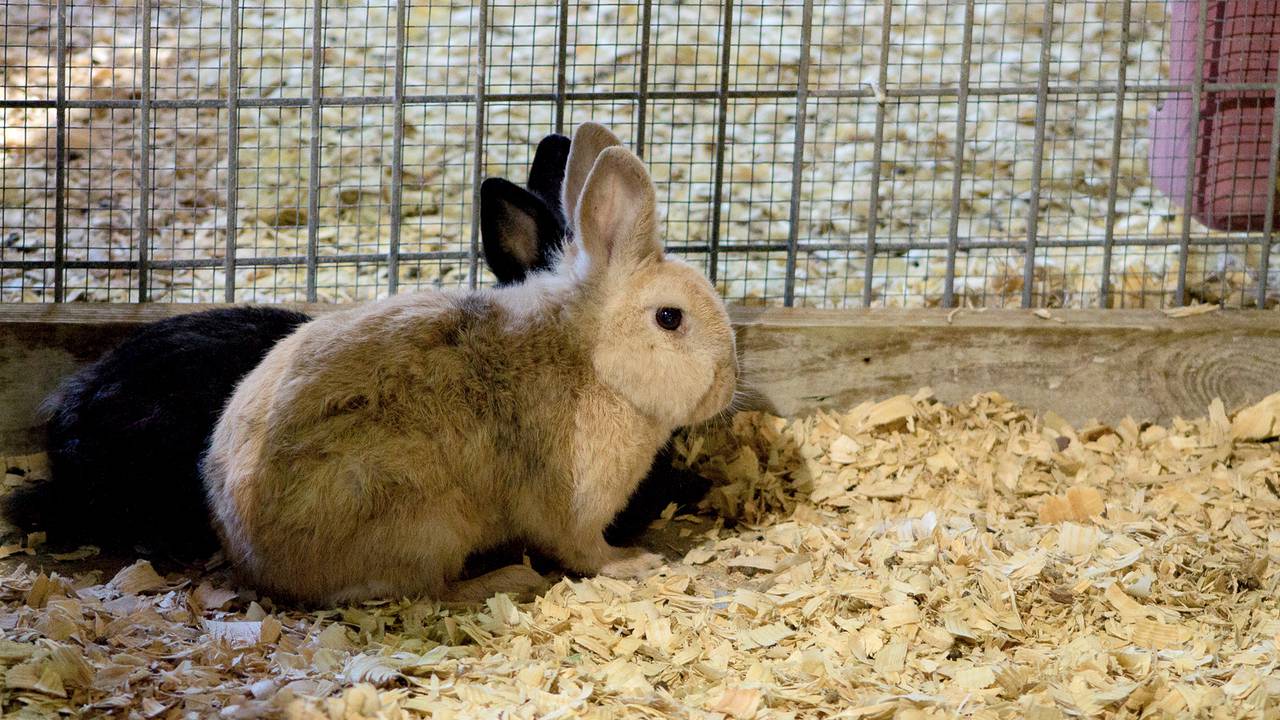 Domestic Rabbit | BREC's Baton Rouge Zoo