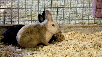 Domestic Rabbit