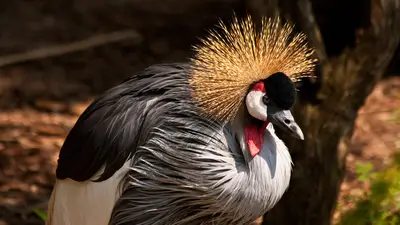 Gray Crowned-Crane