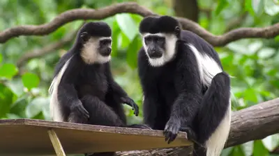 Eastern Black and White Colobus