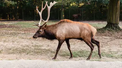Nelson's Elk