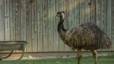 Emu