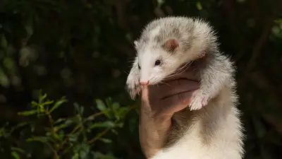 Domestic Ferret
