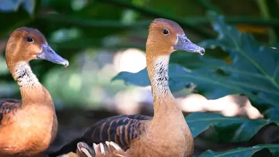 Fulvous Whistling-Duck