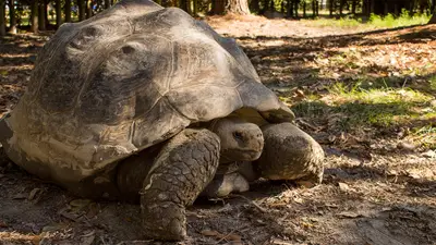 Galapagos Tortoise