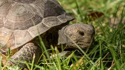 Gopher Tortoise