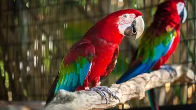 Green-Winged Macaw