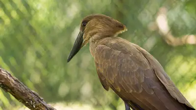 Hamerkop