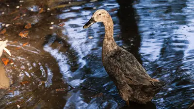 Indian Runner Duck