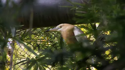 Javan Pond-Heron