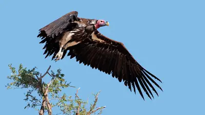 Lappet-Faced Vulture