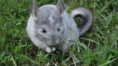 Long-Tailed Chinchilla