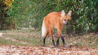 Maned Wolf