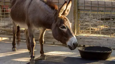 Mediterranean Miniature Donkey