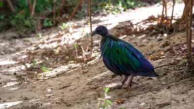 Nicobar Pigeon