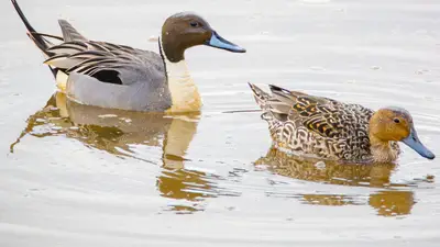 Northern Pintail