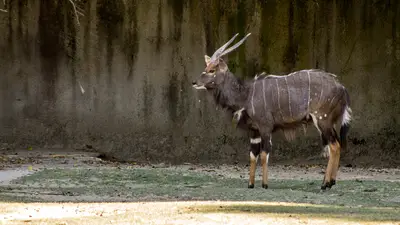 Nyala