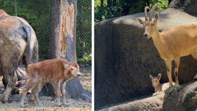 Spring Brings New Arrivals to the Baton Rouge Zoo