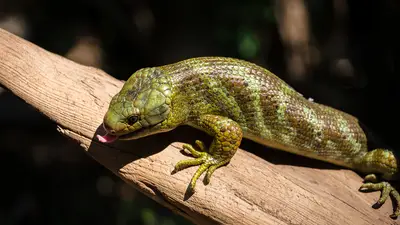 Prehensile-Tailed Skink