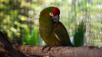 Red-Fronted Macaw