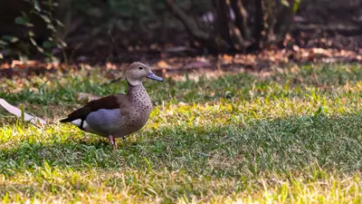 Ringed Teal