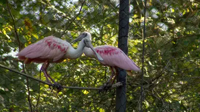 Roseate Spoonbill