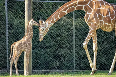 Giraffes