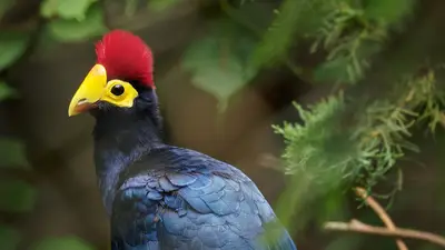 Ross' Turaco