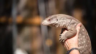 Savannah Monitor