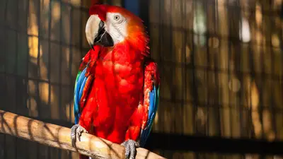 Scarlet Macaw