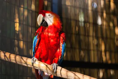 Scarlet macaw