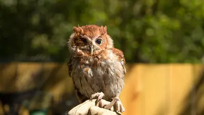 Eastern Screech Owl