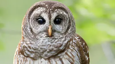Barred Owl
