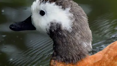 South African Shelduck
