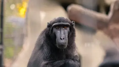 Sulawesi Macaque