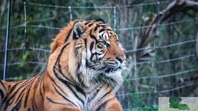 Sumatran Tiger