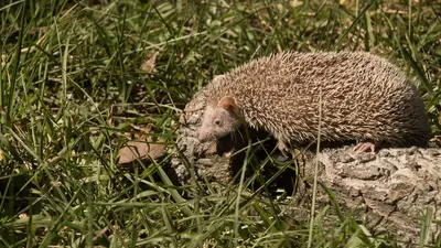 Lesser Madagascar Tenrec