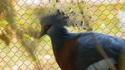 Victoria Crowned-Pigeon