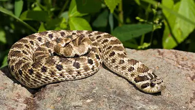 Western Hognose Snake