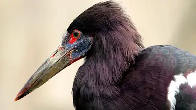 Abdim's Stork