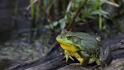 American Bullfrog
